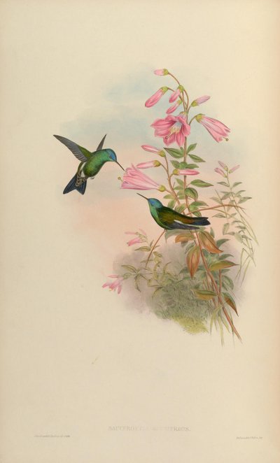 Amazilia cyanifrons by John Gould